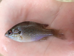 Lepomis aquilensis