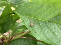 Phalangium opilio