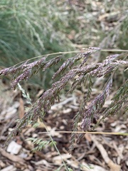 Poa labillardierei
