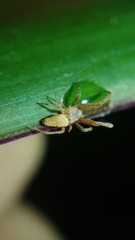 Uloboridae