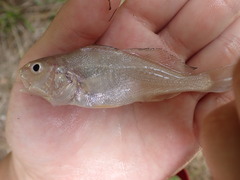 Sciaenidae