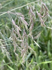 Poa labillardierei