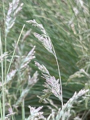 Poa labillardierei