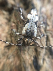 Aegomorphus jaspideus