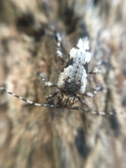 Aegomorphus jaspideus