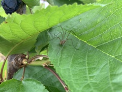 Phalangium opilio