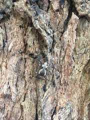 Aegomorphus jaspideus