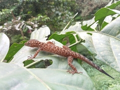 Cyrtodactylus marmoratus