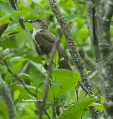Coccyzus erythropthalmus
