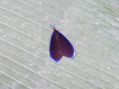 Pompelon marginata