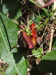 Passiflora cinnabarina