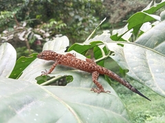 Cyrtodactylus marmoratus