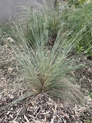 Poa labillardierei
