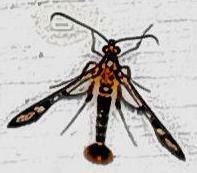 Synanthedon acerni