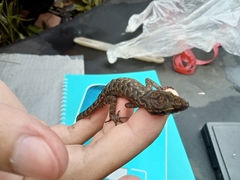 Cyrtodactylus marmoratus