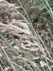 Poa labillardierei