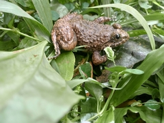 Limnonectes kuhlii