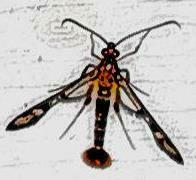 Synanthedon acerni