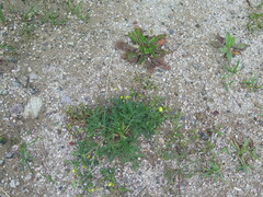 Potentilla tergemina