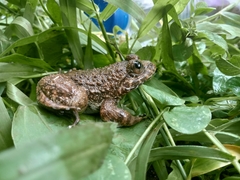 Limnonectes kuhlii