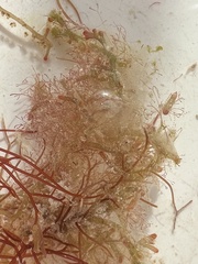 Ceramium cimbricum