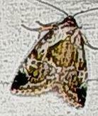 Maliattha synochitis