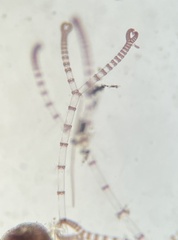 Ceramium cimbricum