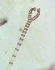 Ceramium cimbricum