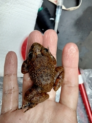 Limnonectes kuhlii