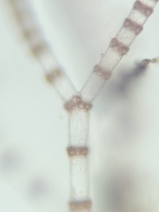 Ceramium cimbricum