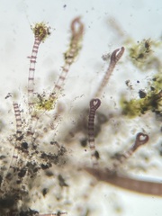 Ceramium cimbricum