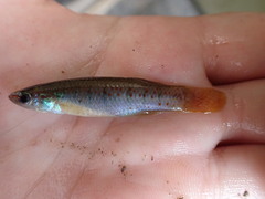 Fundulus chrysotus