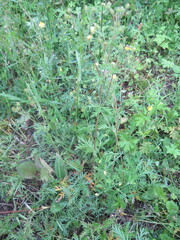 Potentilla tergemina