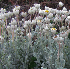 Achyranthemum argenteum