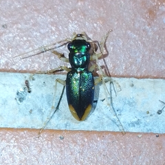 Tetracha