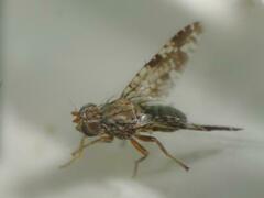 Tephritis vespertina