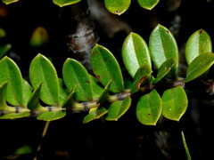 Veronica canterburiensis