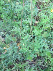 Potentilla tergemina
