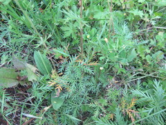 Potentilla tergemina