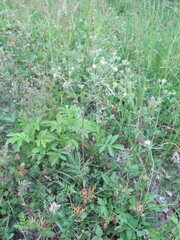 Potentilla tergemina