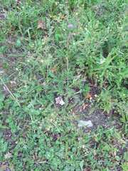 Potentilla tergemina