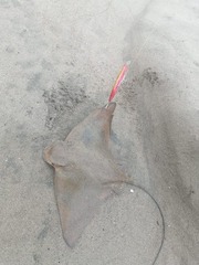 Myliobatis peruvianus