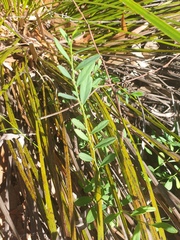 Synostemon hirtellus