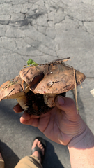 Suillellus amygdalinus