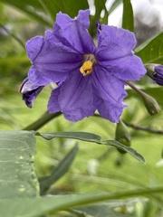 Solanum laciniatum