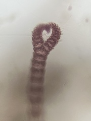 Ceramium cimbricum