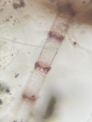 Ceramium cimbricum