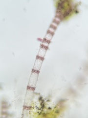 Ceramium cimbricum