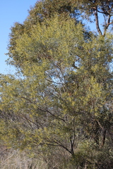 Acacia leptostachya