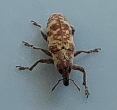 Hypolixus pica
